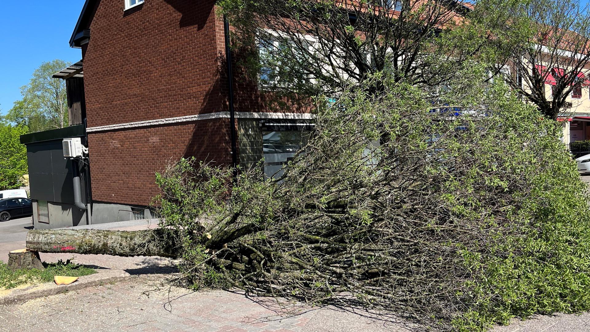 träd som sågats ner på torget